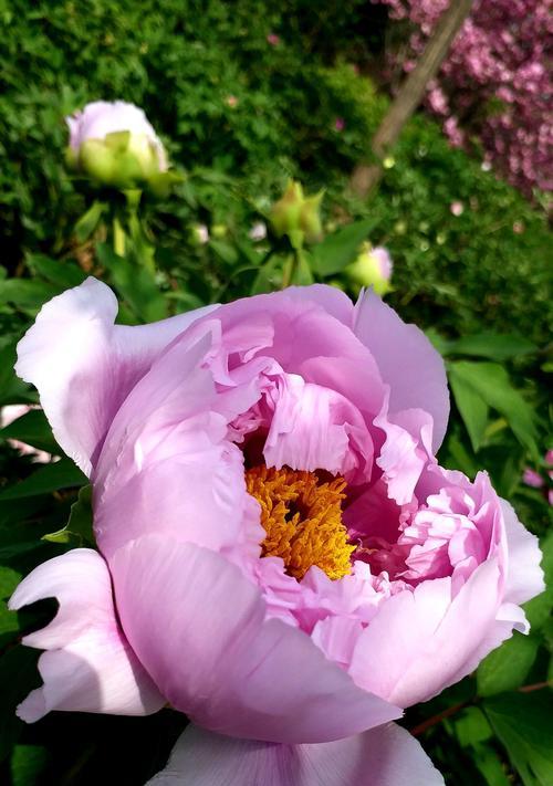 牡丹花语与其鲜花语言的深度剖析（揭秘牡丹花语）