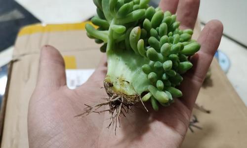 如何修剪凤尾竹的根部（凤尾竹修剪技巧）