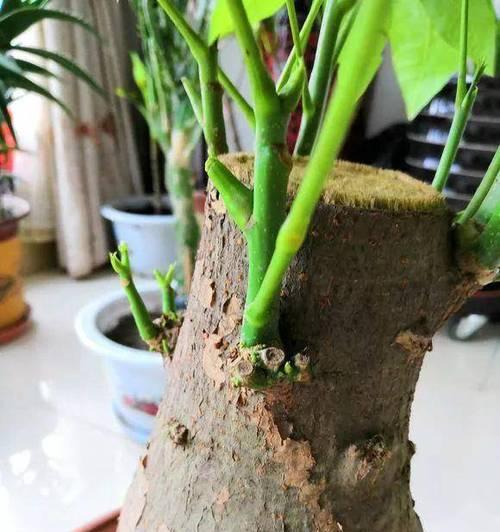 如何修剪凤尾竹的根部（凤尾竹修剪技巧）