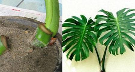 如何修剪凤尾竹的根部（凤尾竹修剪技巧）