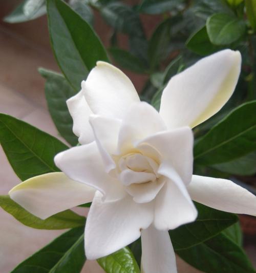 花语（解读花语）