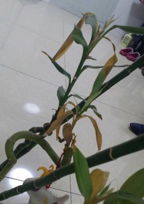 如何控制凤尾竹的高度（解决凤尾竹高度过高问题的有效方法）