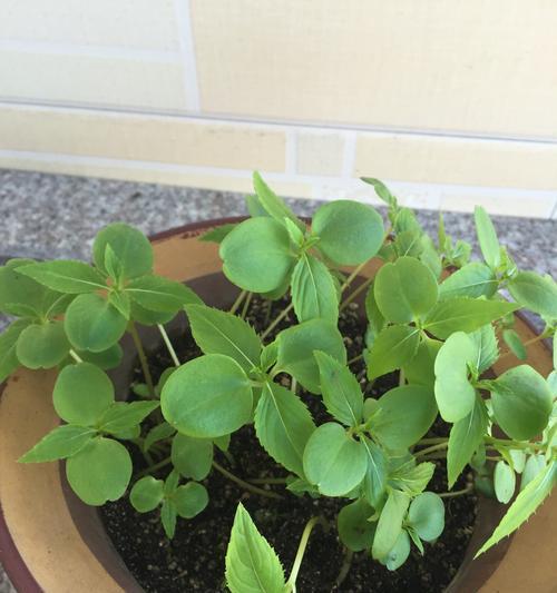 探秘凤仙花的生长周期（一年四季如何满载花香）