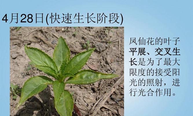 探秘凤仙花的生长周期（一年四季如何满载花香）
