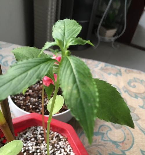 探秘凤仙花的生长周期（一年四季如何满载花香）