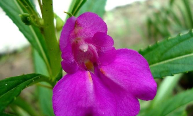 凤仙花开花周期探析（探究凤仙花开花规律）