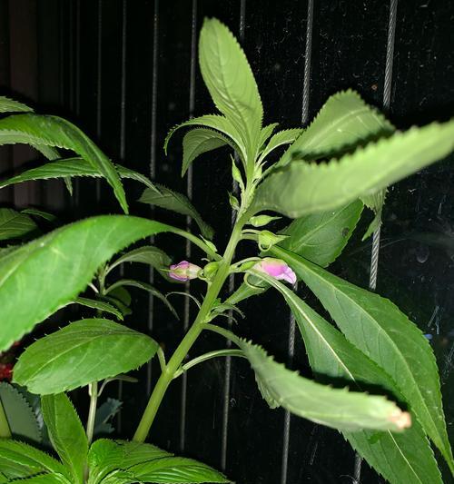 探秘凤仙花的开花周期（养护技巧）