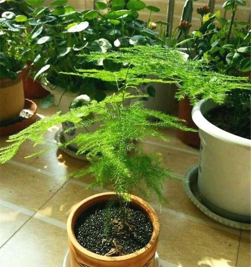 文竹花语（永恒的心）
