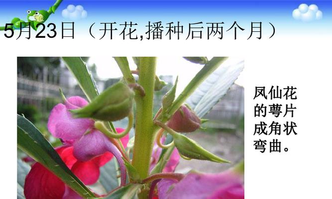 解密凤仙花的花期（从开花到凋谢）