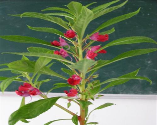 解密凤仙花的花期（从开花到凋谢）