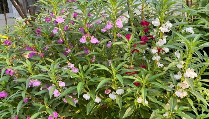 解密凤仙花的花期（从开花到凋谢）