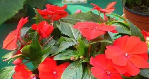 凤仙花的花期及生长特点（了解凤仙花的花期）