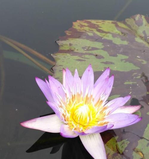 埃及蓝睡莲（古老文明中的灵感之源）
