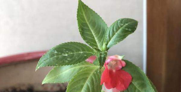 凤仙花的花期及生长特点（了解凤仙花的花期）