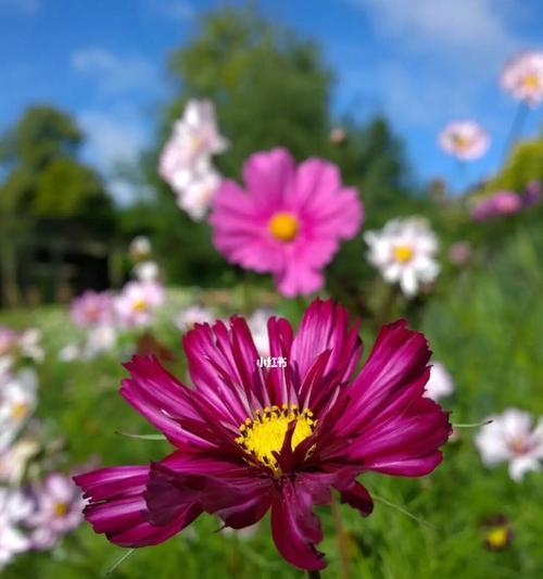矮杆波斯菊花语（用花朵诉说情感）