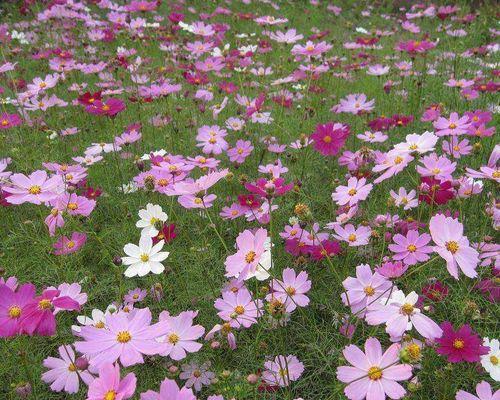 矮杆波斯菊花语（用花朵诉说情感）