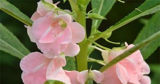 凤仙花的浇水技巧（春夏秋冬）
