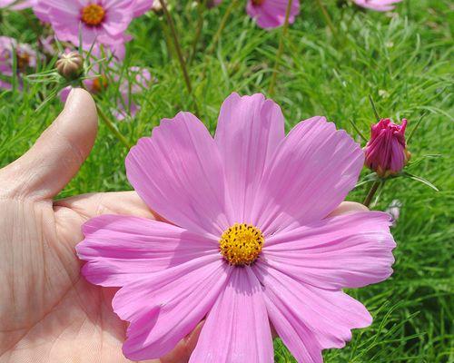 矮杆波斯菊花语（用花朵诉说情感）