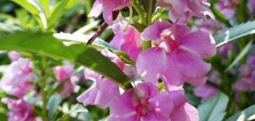 凤仙花开花习性与生长习惯（一年开几次花）