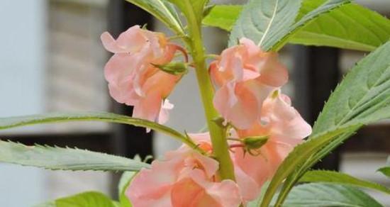 凤仙花种植全攻略（一步步教你如何种出盛开的凤仙花）