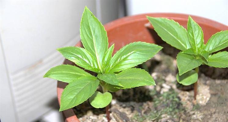 凤仙花种植全攻略（一步步教你如何种出盛开的凤仙花）