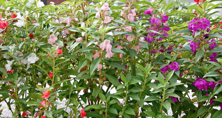 凤仙花种植全攻略（一步步教你如何种出盛开的凤仙花）