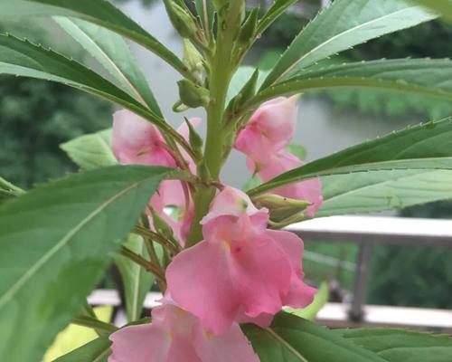 如何科学浇肥凤仙花（凤仙花的营养需求及合适肥料选择）