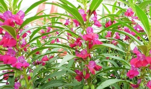 如何科学浇肥凤仙花（凤仙花的营养需求及合适肥料选择）
