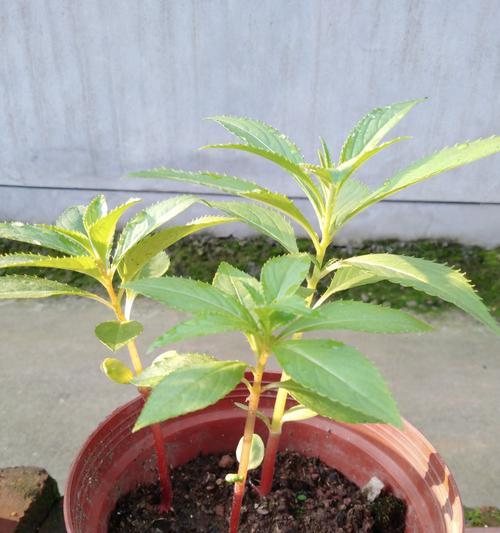 解决凤仙花烂叶子问题（教你如何恢复健康的凤仙花）