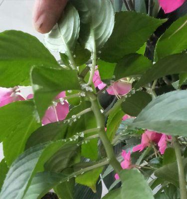 解决凤仙花烂叶子问题（教你如何恢复健康的凤仙花）