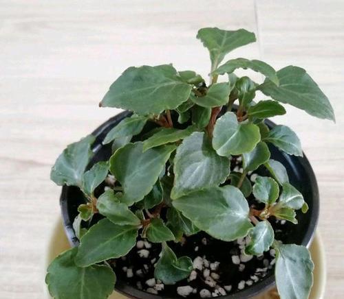 凤仙花能否晒太阳（解读凤仙花的光照需求）