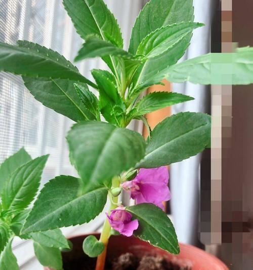 凤仙花能否晒太阳（解读凤仙花的光照需求）
