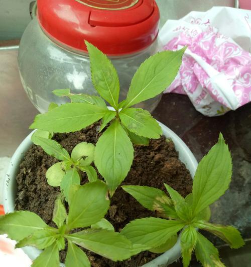 盆栽凤仙花的合适盆器（选盆的技巧与注意事项）