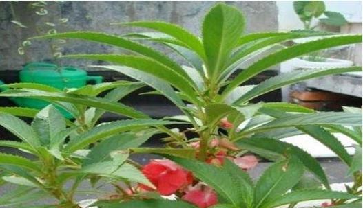 盆栽凤仙花的合适盆器（选盆的技巧与注意事项）
