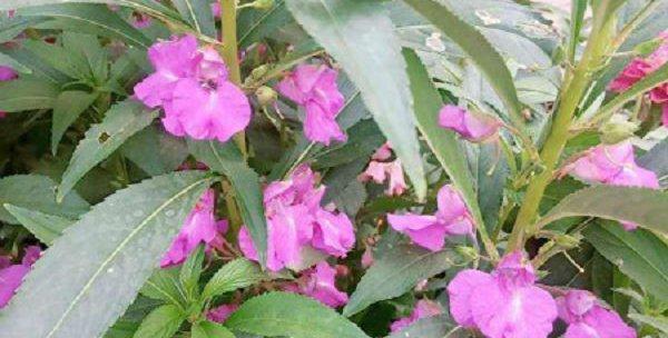 凤仙花开花季节（几月到几月的开花期）