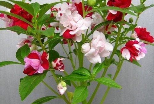 凤仙花开花季节（几月到几月的开花期）