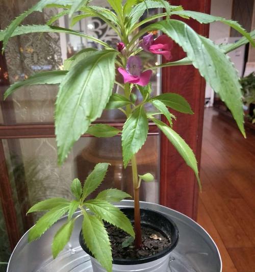 春季是种植凤仙花的最佳季节（从播种到成长全面介绍）