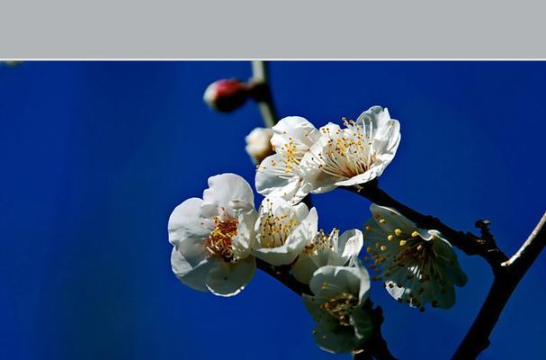 白梅花语的美丽寓意（品味白梅花语的深远内涵）