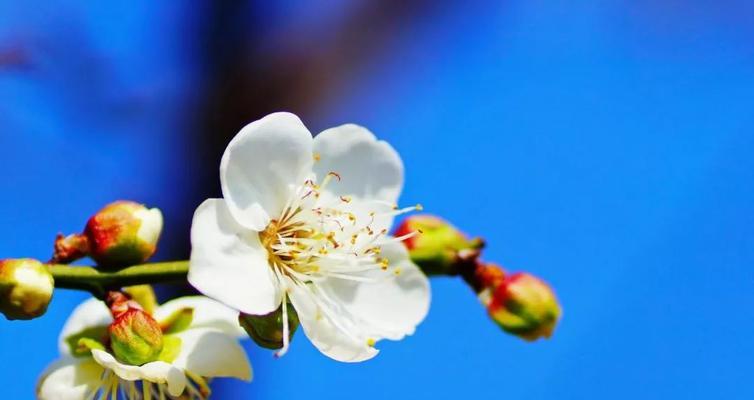 白梅花语的美丽寓意（品味白梅花语的深远内涵）