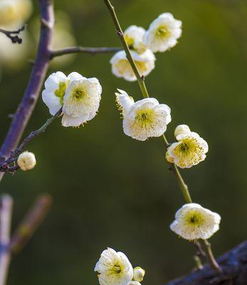 白梅花语的美丽寓意（品味白梅花语的深远内涵）