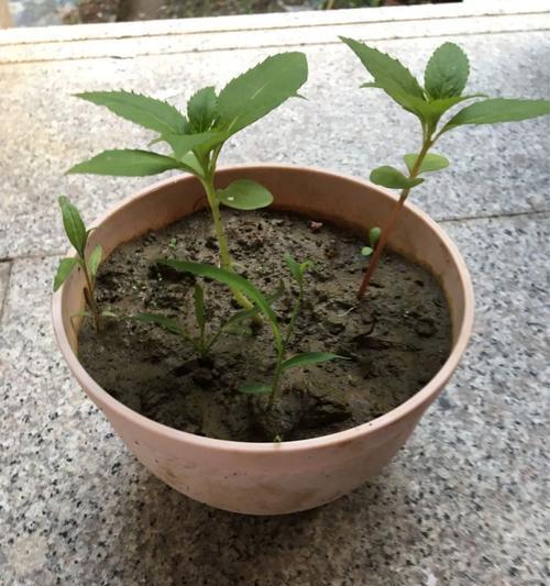 凤仙花播种指南——选择最佳时间和方法（如何在正确的时期将凤仙花种子成功播种）