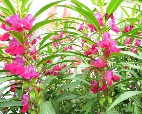 凤仙花播种指南——选择最佳时间和方法（如何在正确的时期将凤仙花种子成功播种）