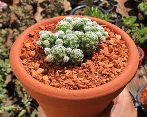 白鸟仙人球花语（追寻自我）