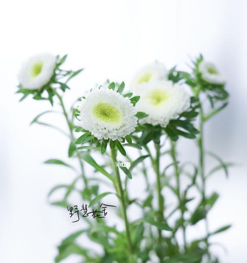 白色翠菊的寓意（以花朵为媒介）