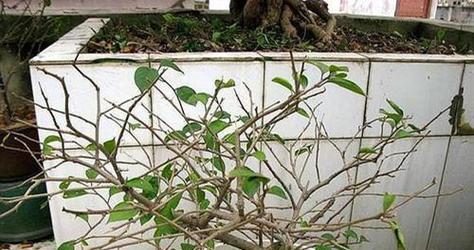 揭秘凤仙花的落叶习性（凤仙花不只是一种常绿植物）