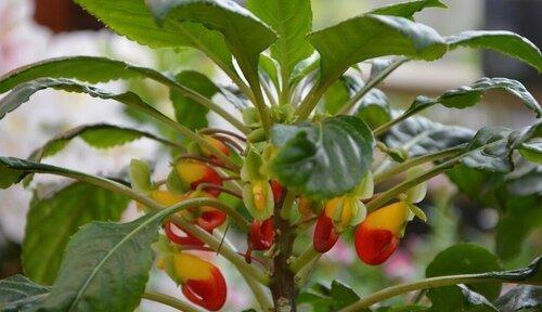 揭秘凤仙花的落叶习性（凤仙花不只是一种常绿植物）