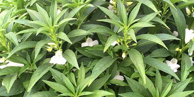 探秘凤仙花的根系（凤仙花的根系结构及功能分析）