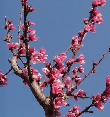 白色桃花的花语（桃花盛开）