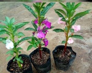 解密凤仙花是否为完全花（探究凤仙花雄性和雌性生殖器官的结构和作用）