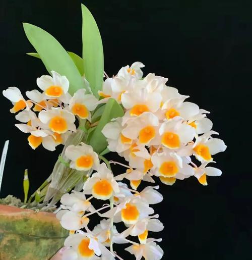 白石斛兰花语的美丽寓意（探寻白石斛兰花的花语之谜）